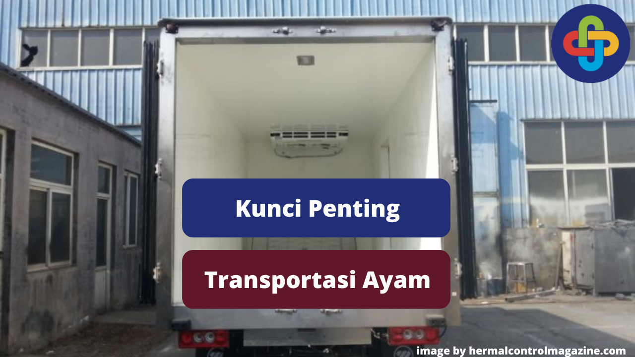 Ketahui 5 Kunci Penting Berikut Dalam Transportasi Ayam Agar Aman